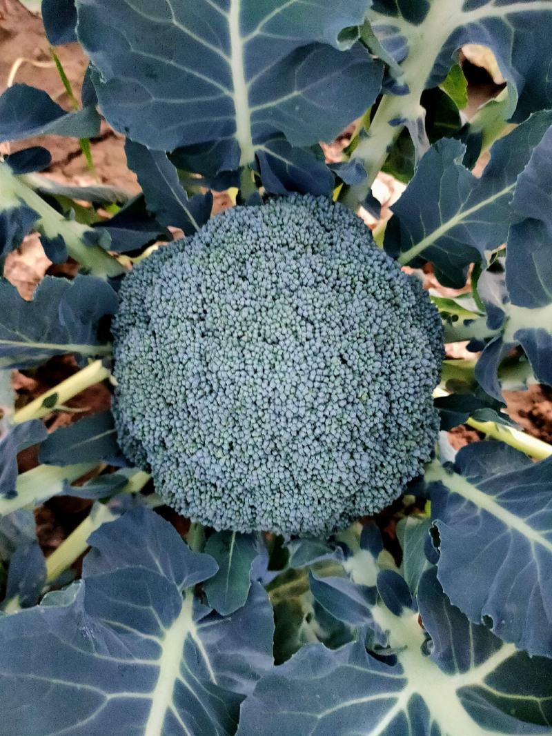 进口青花菜炎秀西兰花种苗产地直发品质保证欢迎来电