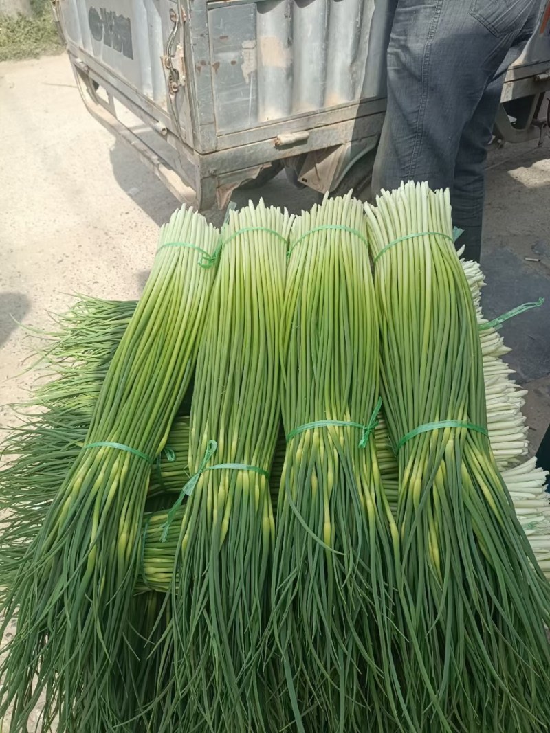 精品蒜苔，河南商丘大量供应新苗蒜苔欢迎新老朋友前来订购，