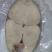 马胶鱼大片、马胶肉片、钓胶鱼肉中段单片真空包装、肉质鲜美