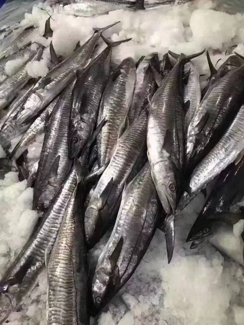 马胶鱼大片、马胶肉片、钓胶鱼肉中段单片真空包装、肉质鲜美