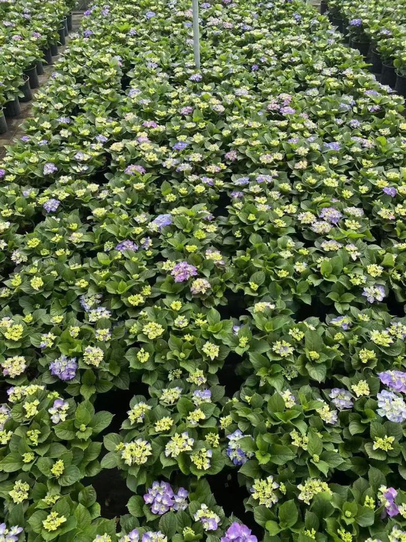 绣球，大西洋，白雪公主，塞布丽娜，无尽夏，开花出售，