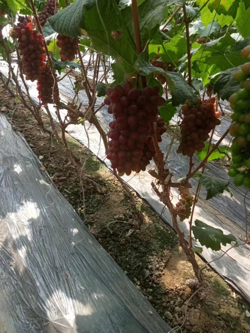 着色香葡萄