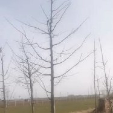 美洲椴哨兵