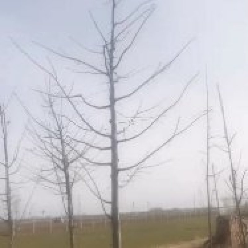 美洲椴哨兵