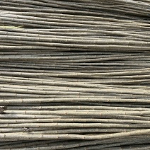 107速生杨种条