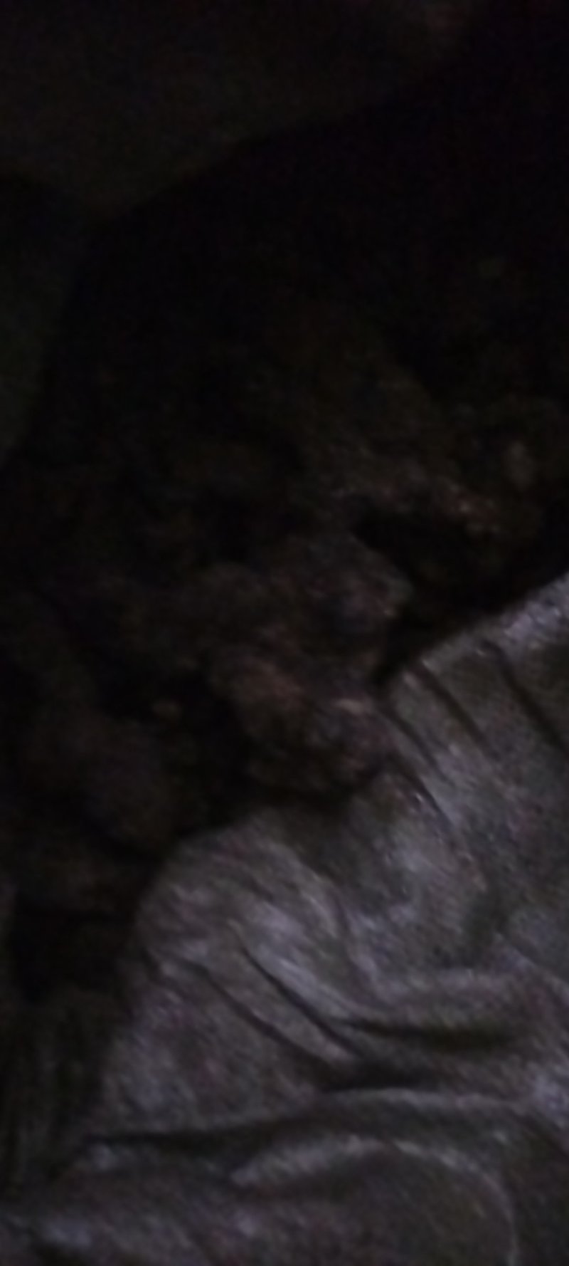 野生猪苓一一