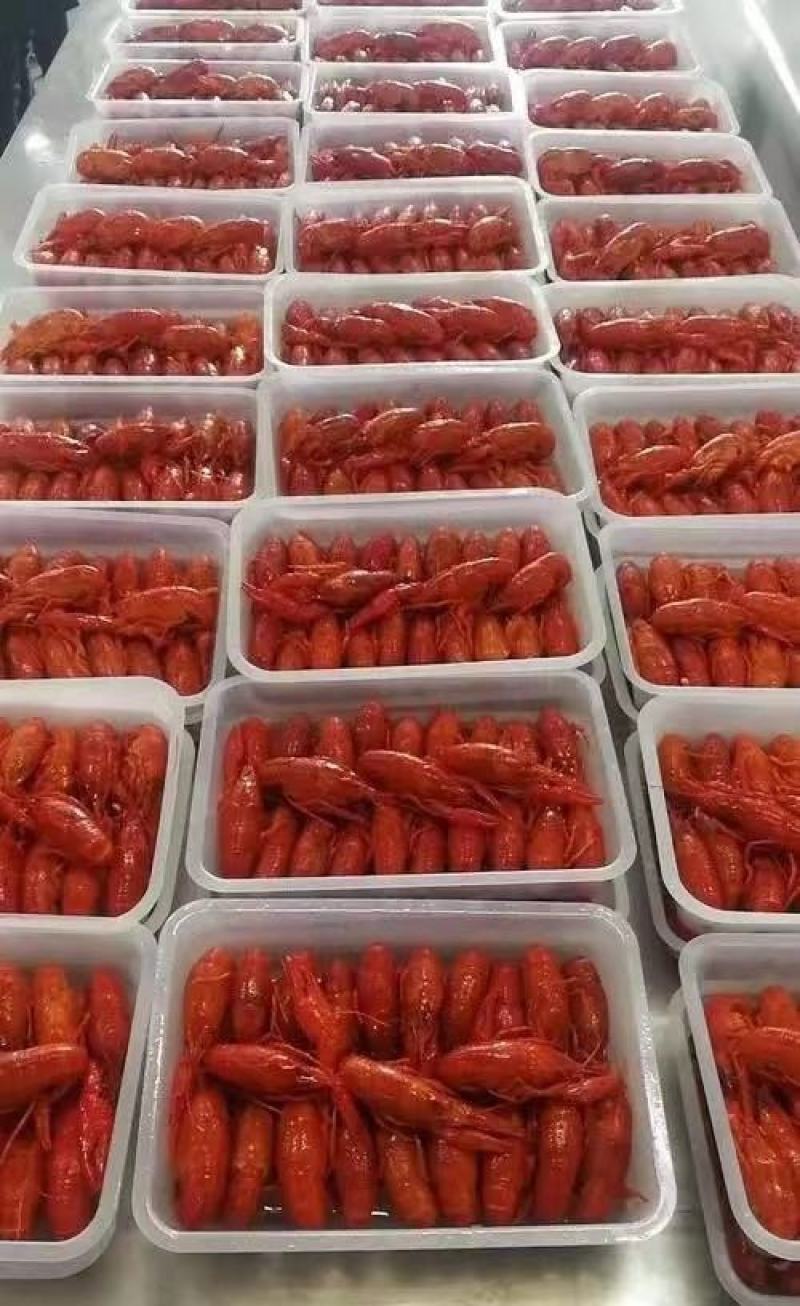 清水冻虾，小龙虾，清水小龙虾，液氮清水冻虾，肉质Q弹