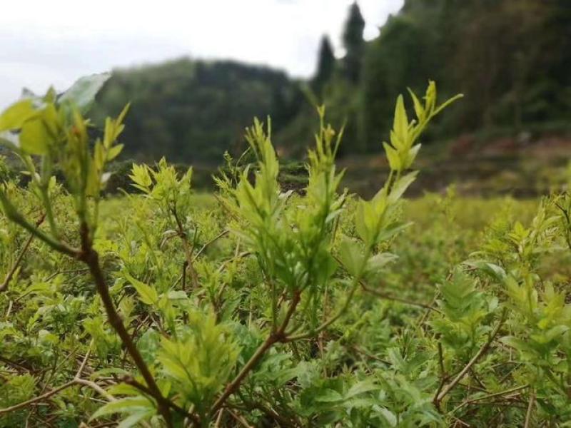 永顺县雅樨合作社藤茶,莓茶销售