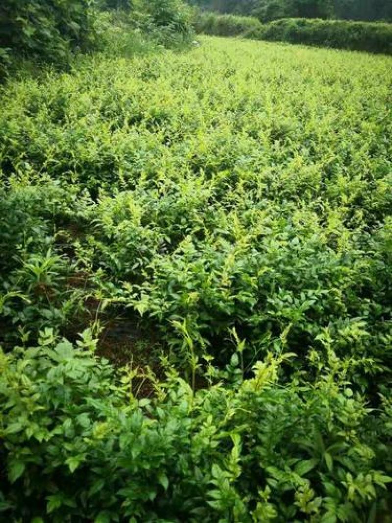 永顺县雅樨合作社藤茶,莓茶销售