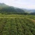 永顺县雅樨合作社藤茶,莓茶销售