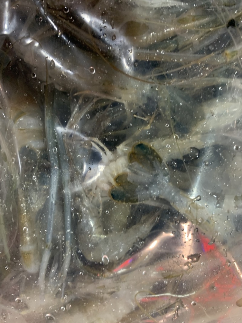 河虾虾尾
