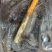 河虾虾尾