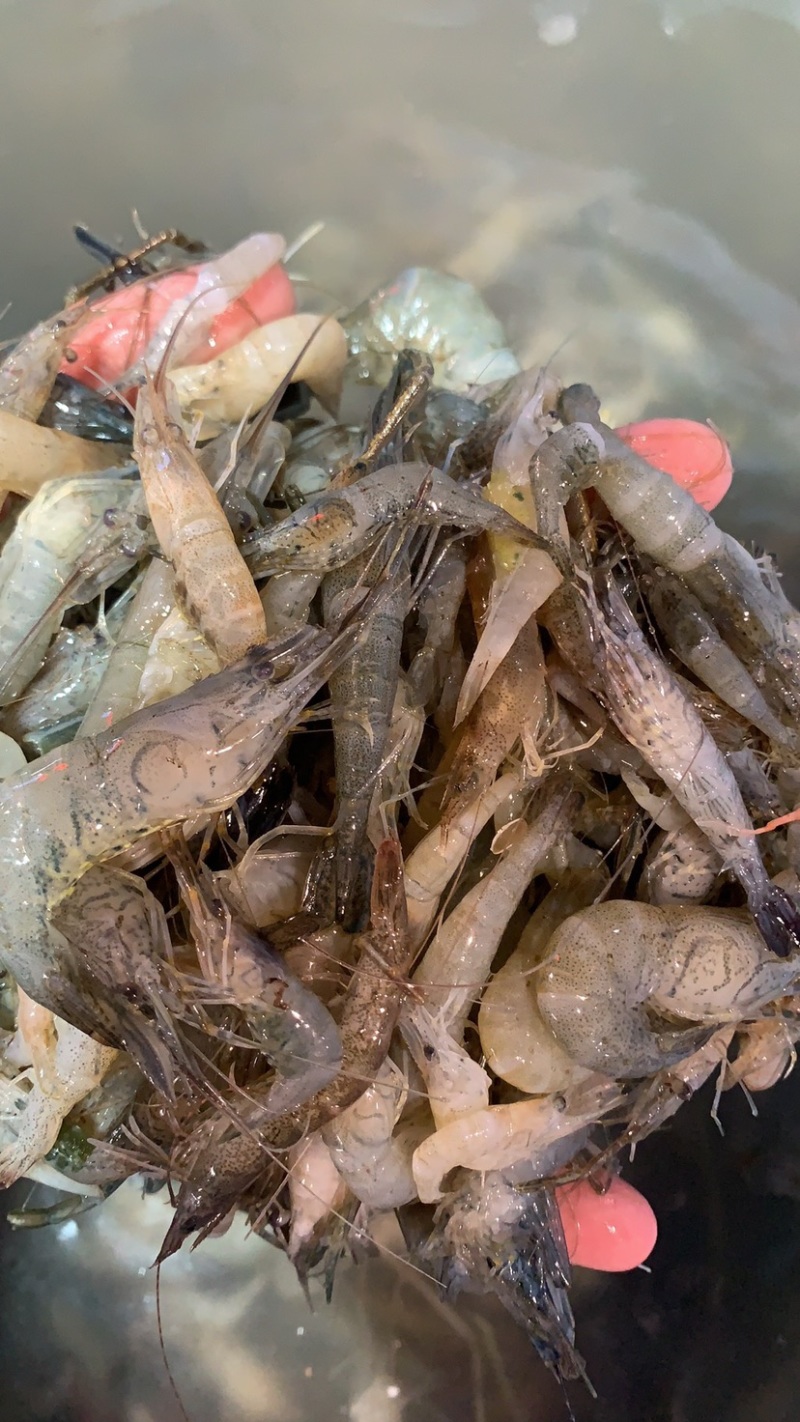 河虾虾尾