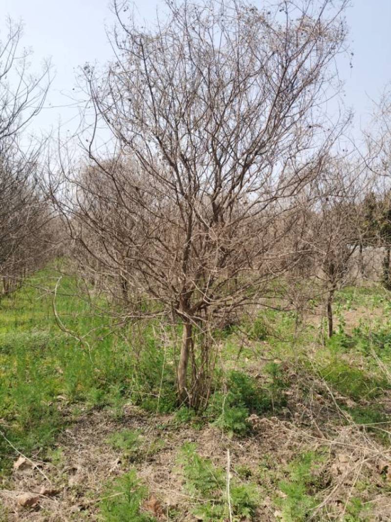 8公紫薇有需要的联系。