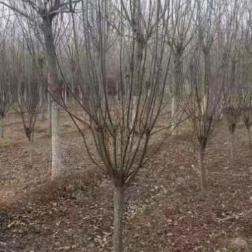 8公分紫叶李