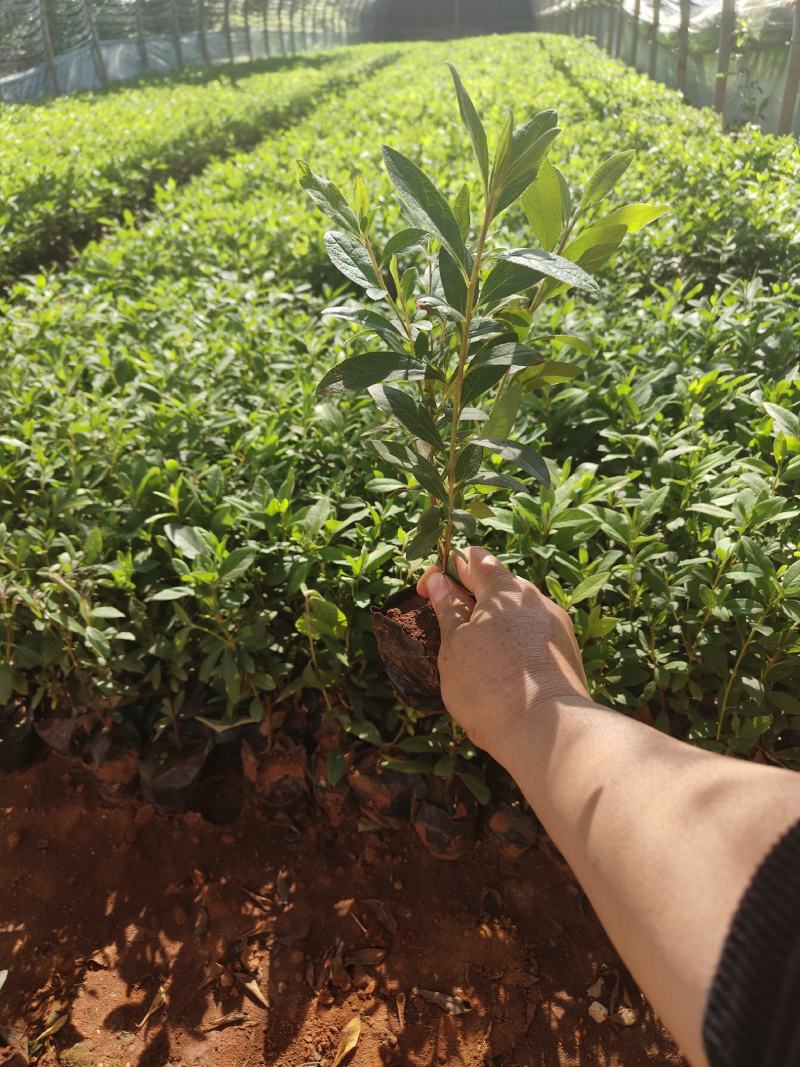 毛杜鹃10杯苗大量供应现货