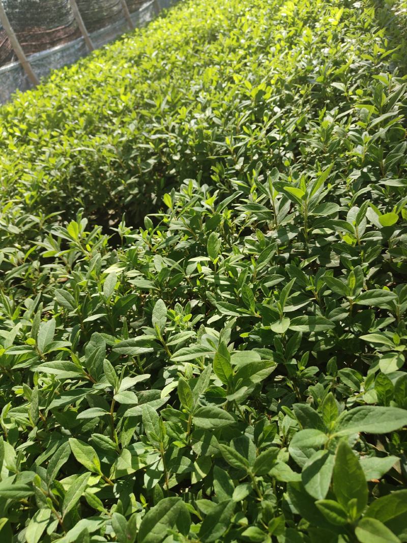 毛杜鹃10杯苗大量供应现货