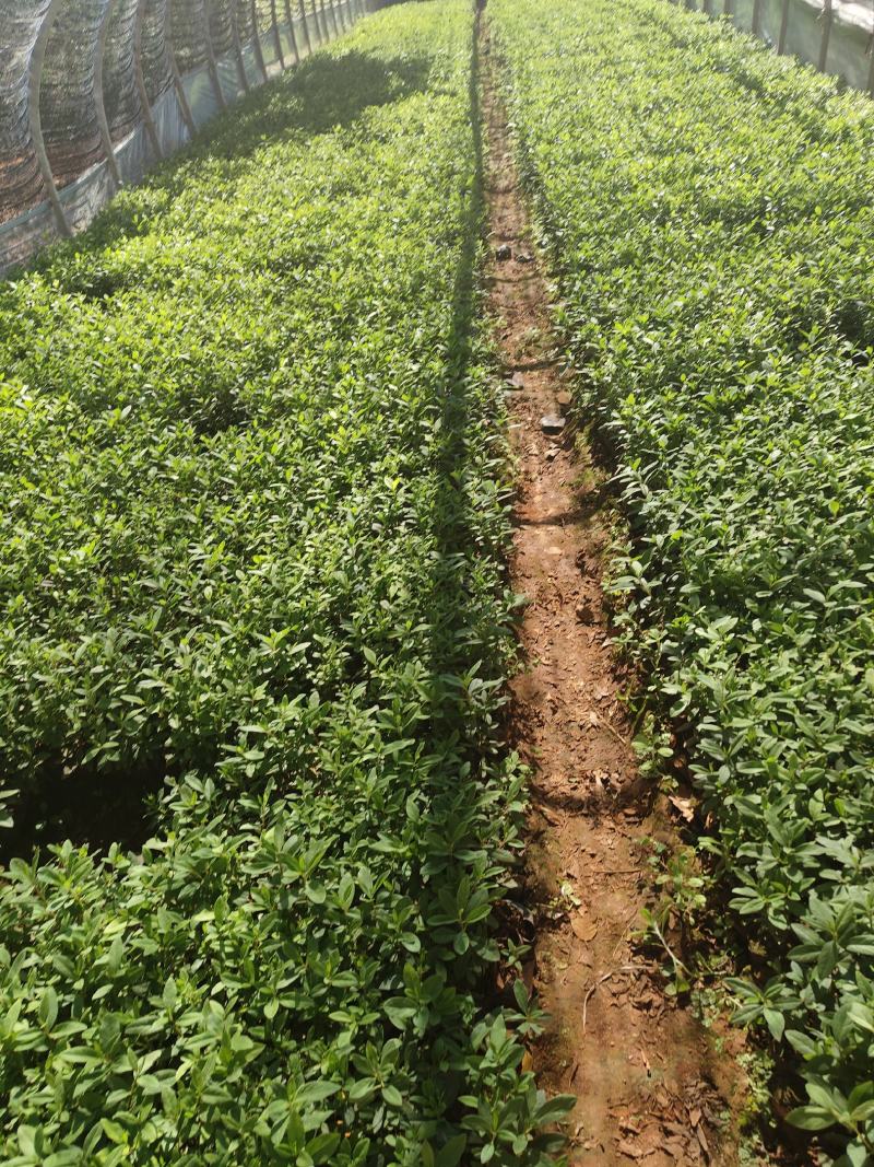 毛杜鹃10杯苗大量供应现货
