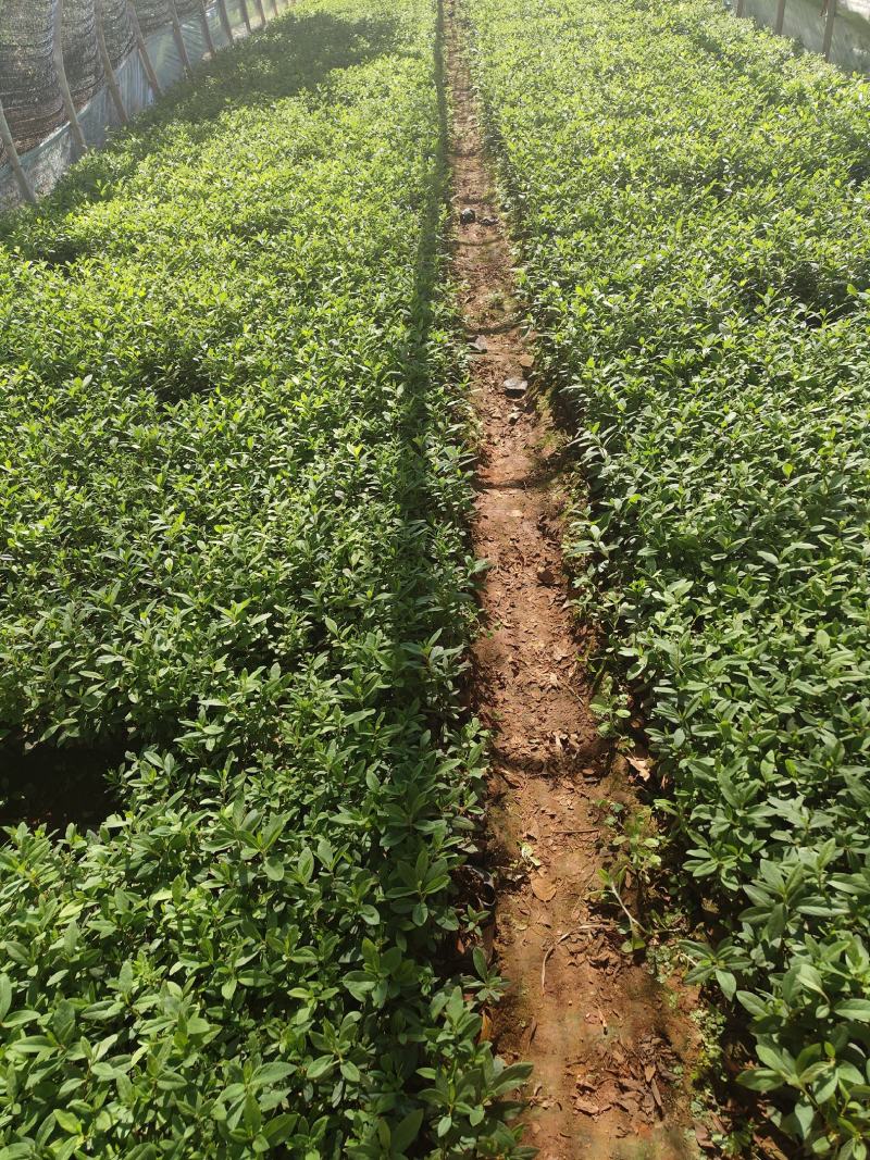 毛杜鹃10杯苗大量供应现货