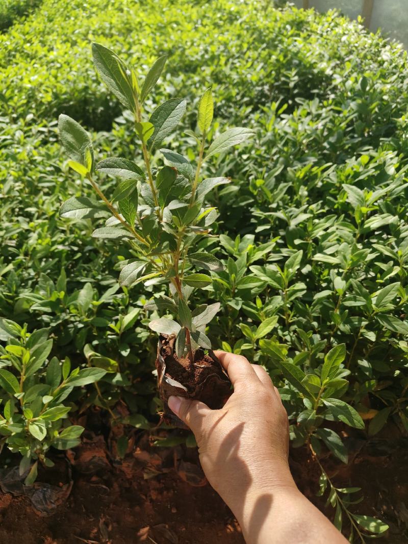 毛杜鹃10杯苗大量供应现货