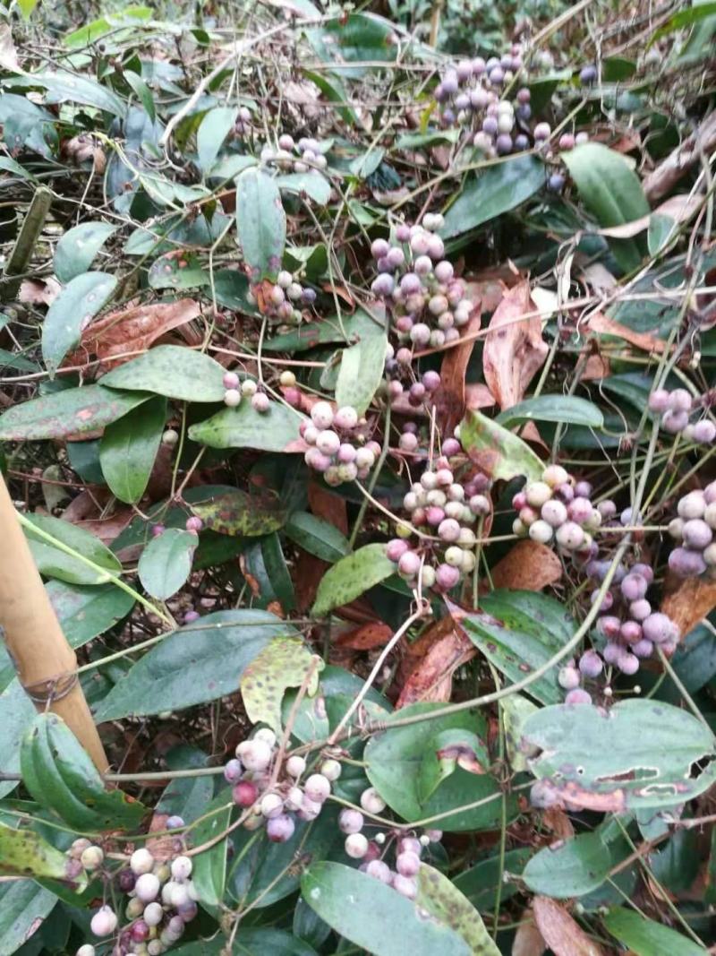 四川峨眉山深山红皮土伏芩