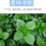 【推荐】单面紫苏籽，紫苏种子，药食两用，一手货，发往全国