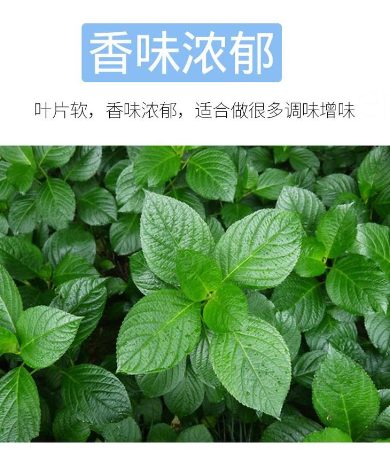 【推荐】单面紫苏籽，紫苏种子，药食两用，一手货，发往全国