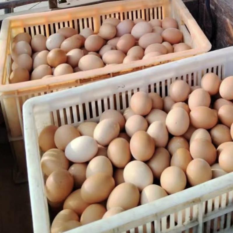 新鲜红壳鸡蛋安徽养殖场一手产蛋地走量详聊欢迎沟通