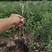 沙棘苗，大果沙棘，深秋红，沙棘扦插苗，籽播沙棘苗