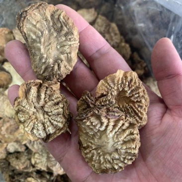 肉苁蓉肉苁蓉片一鲜一蒸内蒙古鲜肉苁蓉片锁阳大芸