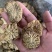 肉苁蓉肉苁蓉片一鲜一蒸内蒙古鲜肉苁蓉片锁阳大芸