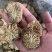 肉苁蓉肉苁蓉片一鲜一蒸内蒙古鲜肉苁蓉片锁阳大芸