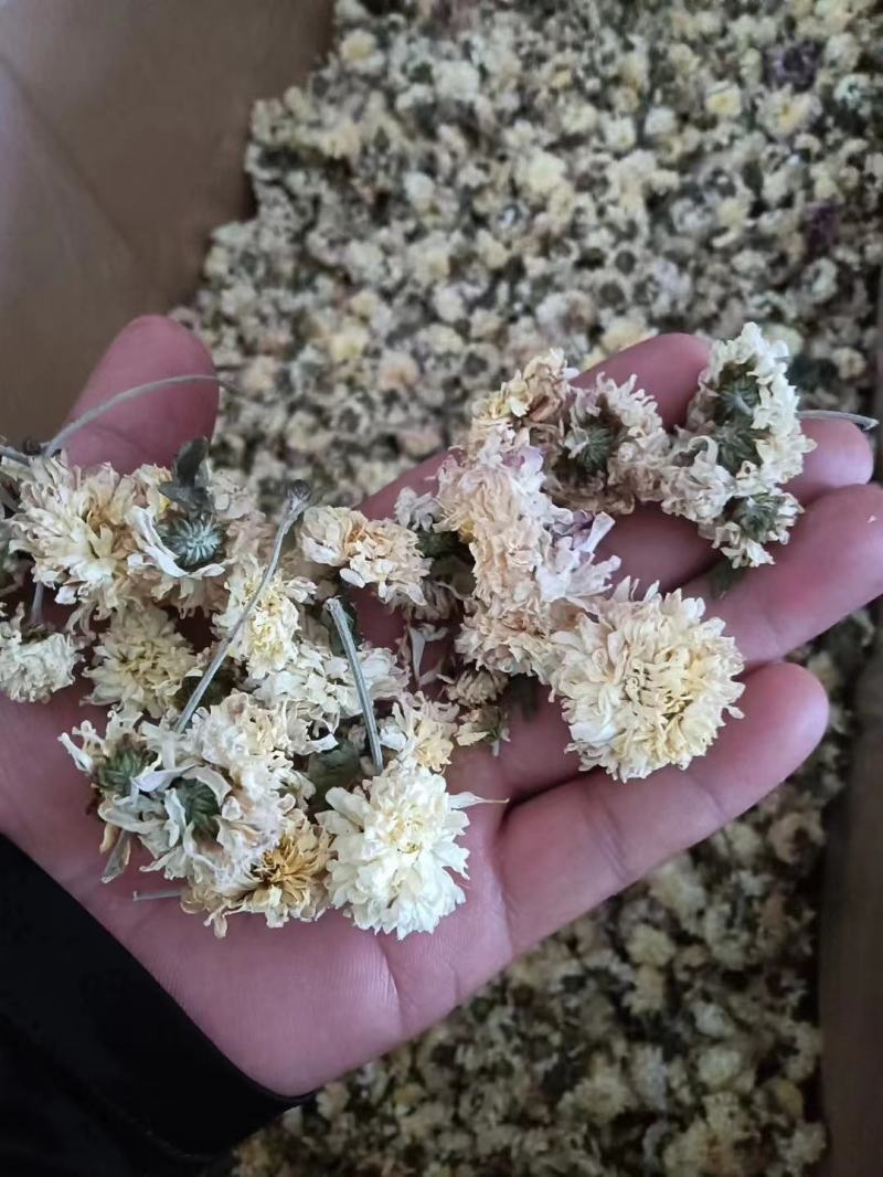 菊花菊花茶