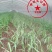 科技示范园甘蔗种甘蔗苗,品种齐全,全程免费技术指导