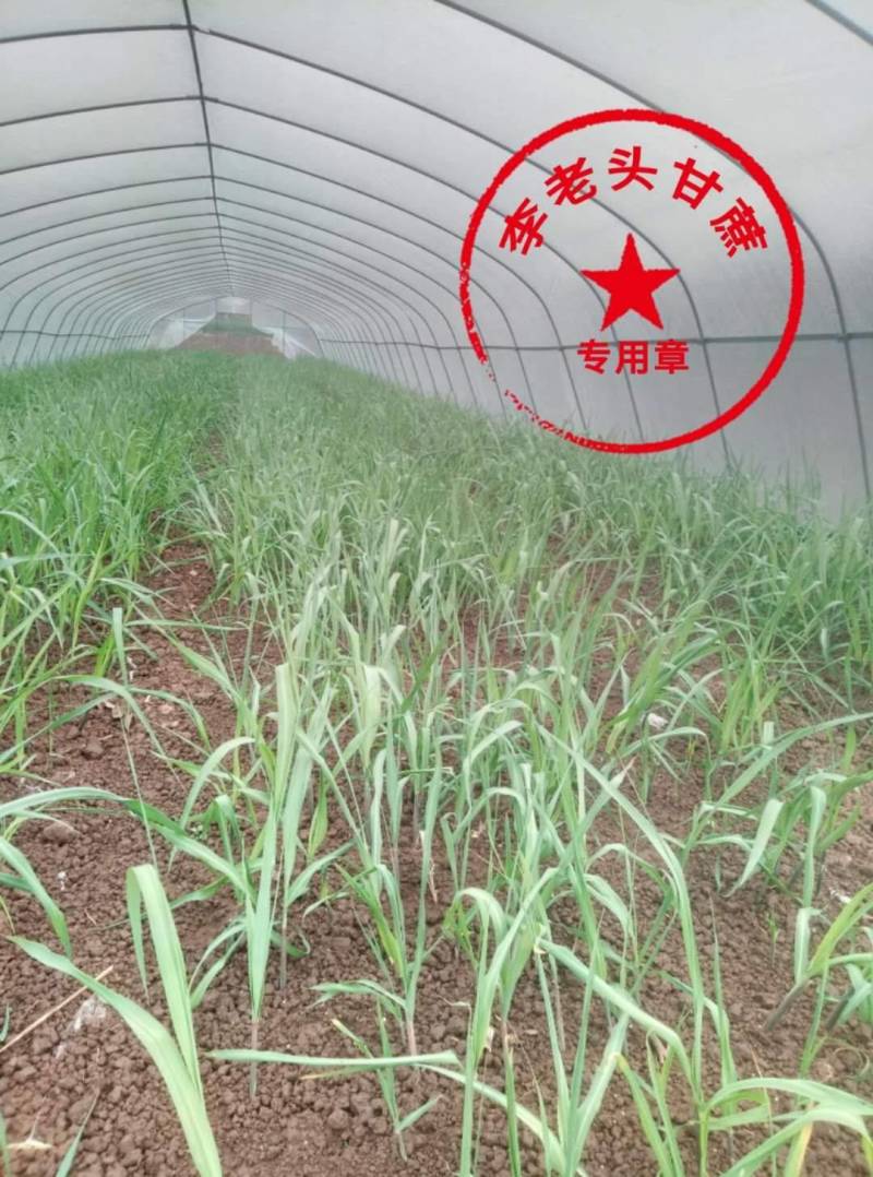 科技示范园甘蔗种甘蔗苗，品种齐全，全程免费技术指导