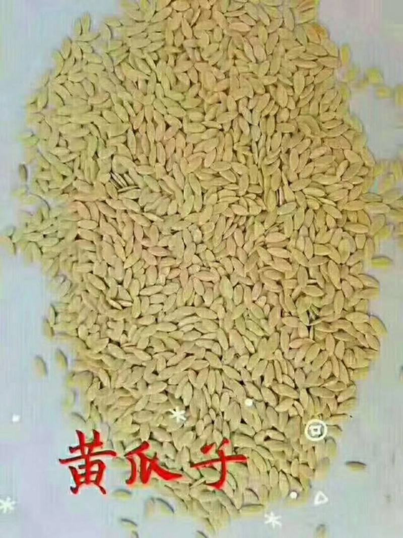 黄瓜子黄瓜籽