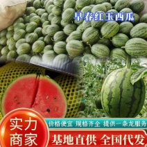 早春红玉牛奶西瓜新鲜上市安徽产地直供，口感好，糖度高，开发票
