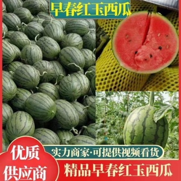 砀山产地早春红玉西瓜全美2k,小糖丸,甜王西瓜上市
