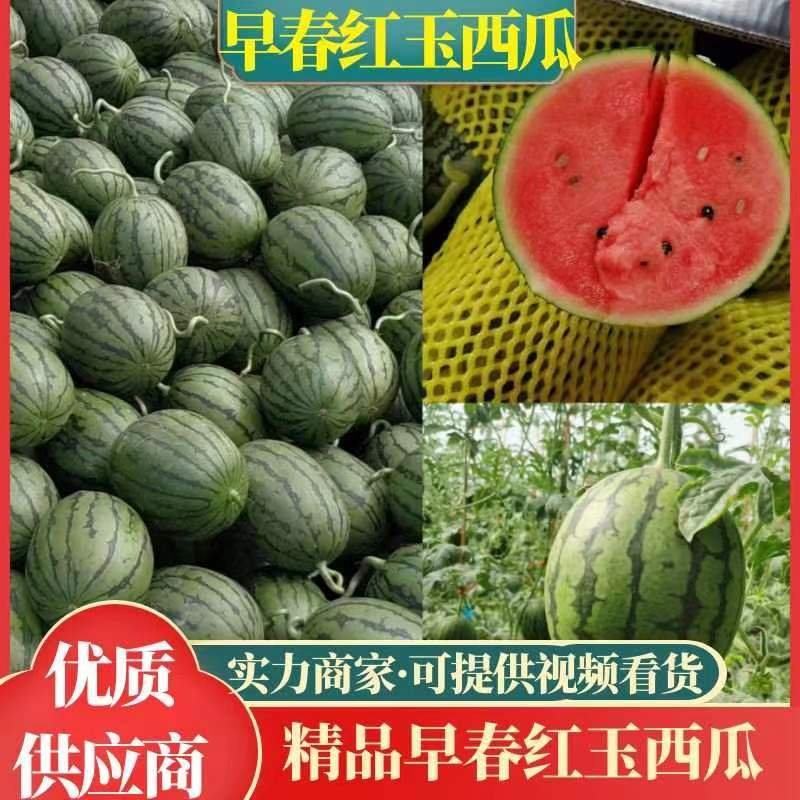 砀山产地早春红玉西瓜全美2k，小糖丸，甜王西瓜上市