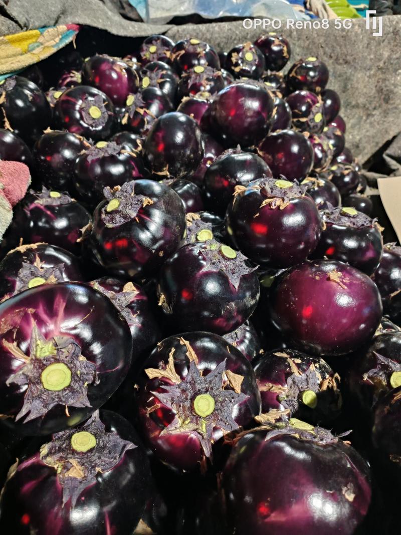 山东茄子，紫光园茄，大量上市，货源充足支持各种包装