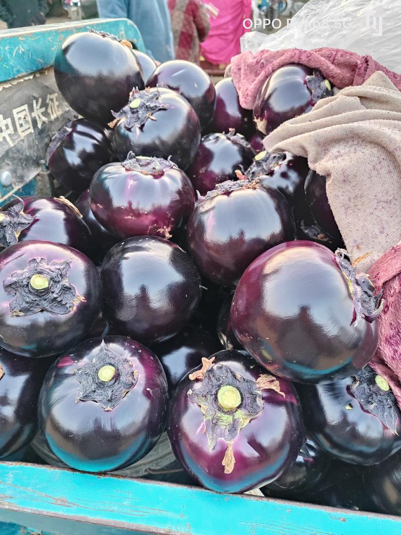 山东茄子，紫光园茄，大量上市，货源充足支持各种包装