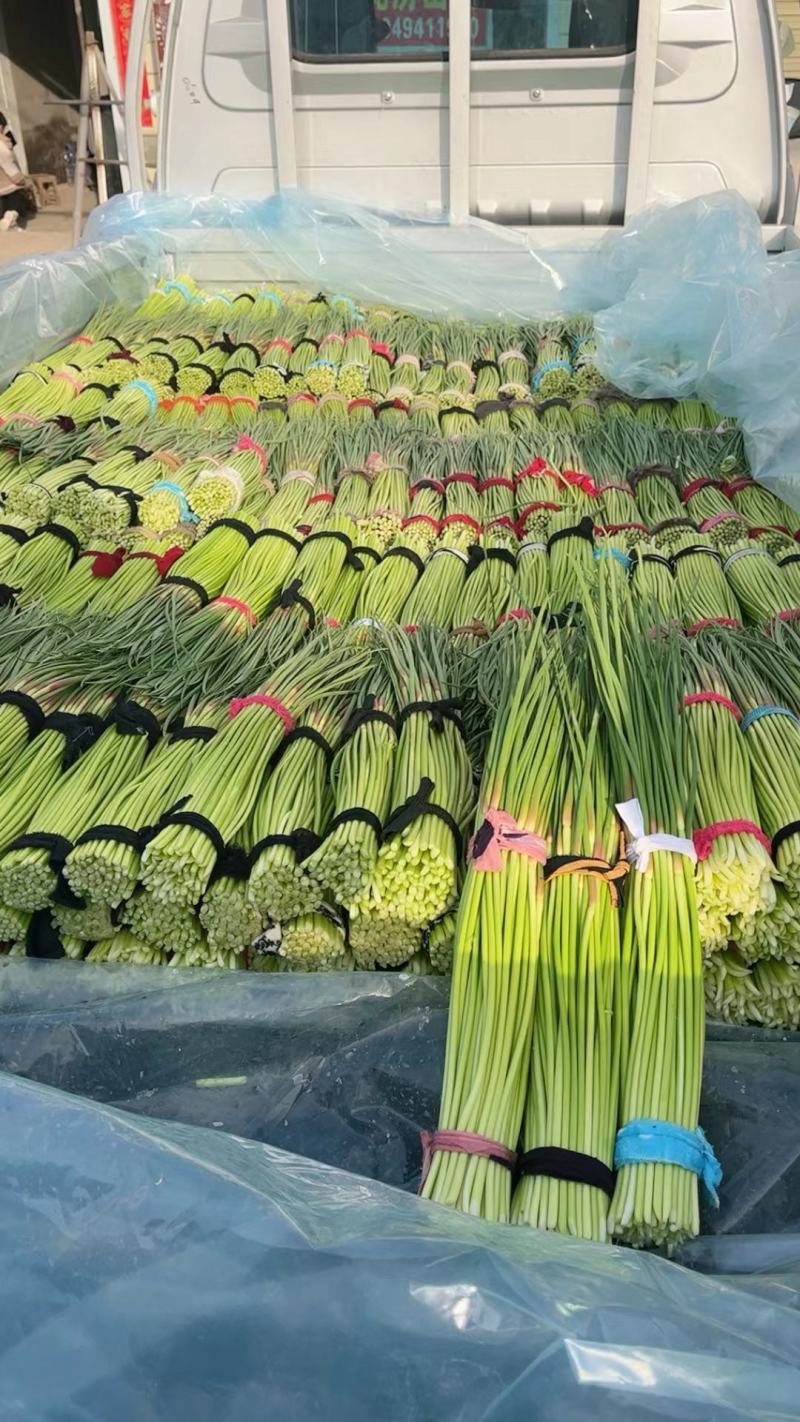 河南开封市祥符区新蒜苔，长期大量供应，支持各类电商，市场