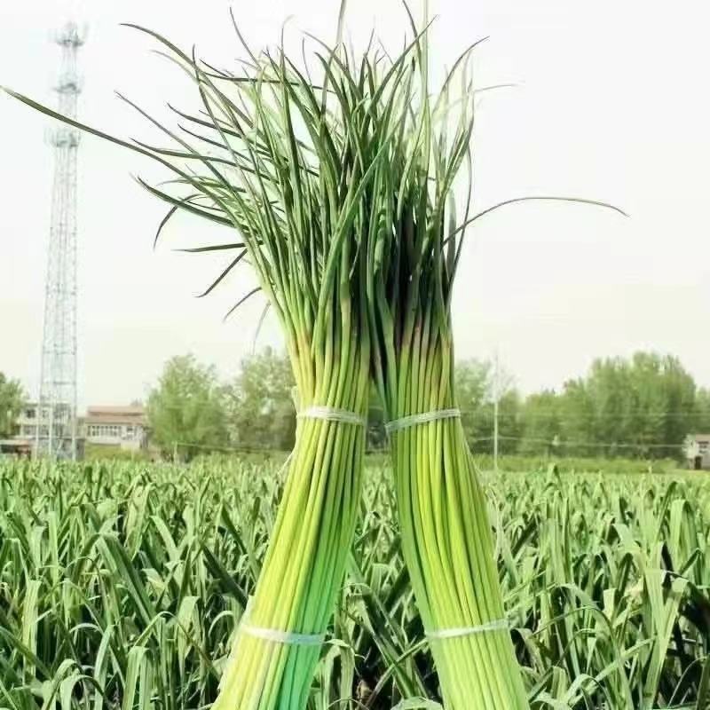 河南开封市祥符区新蒜苔，长期大量供应，支持各类电商，市场