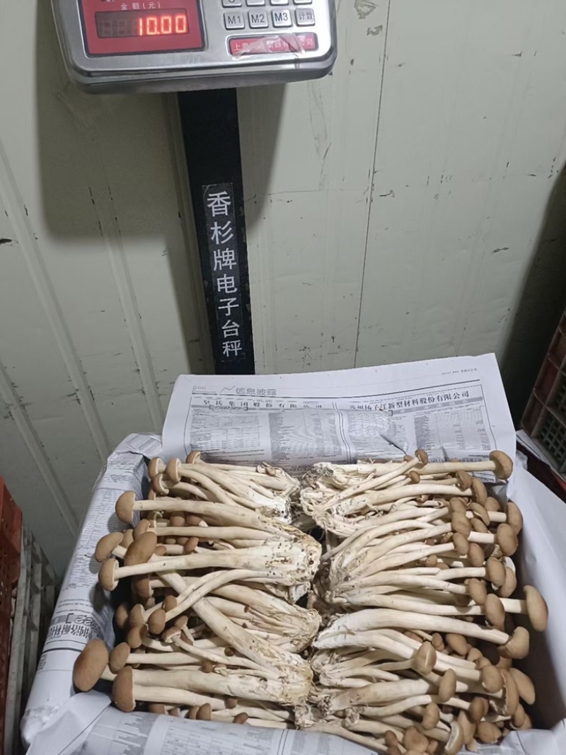 福建古田茶树菇