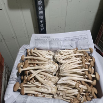 福建古田茶树菇