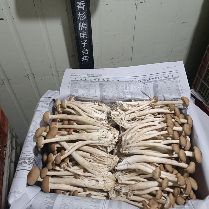 福建古田茶树菇