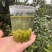 江苏苏州东山碧螺春茶🍵