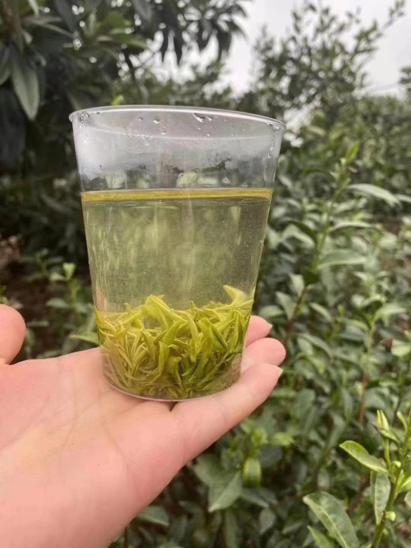 江苏苏州东山碧螺春茶🍵