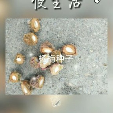杨梅种子，浙江杨梅种子，野生杨梅种子，育杨梅占木