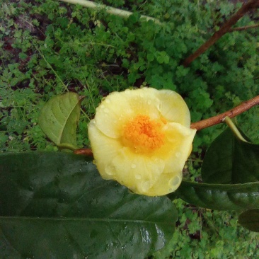 金花茶树苗，原生苗，6年苗2公分左右高1-1.5米